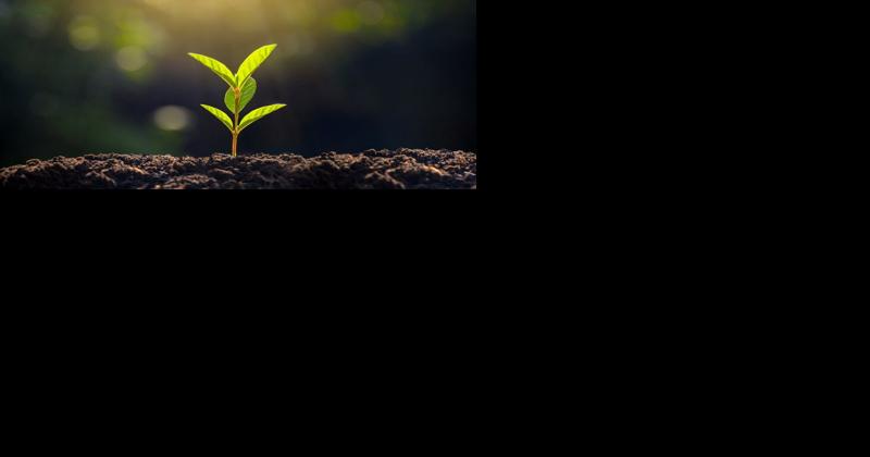 Making Sure Your Seed Falls on God's Good Soil - Vimarsana News