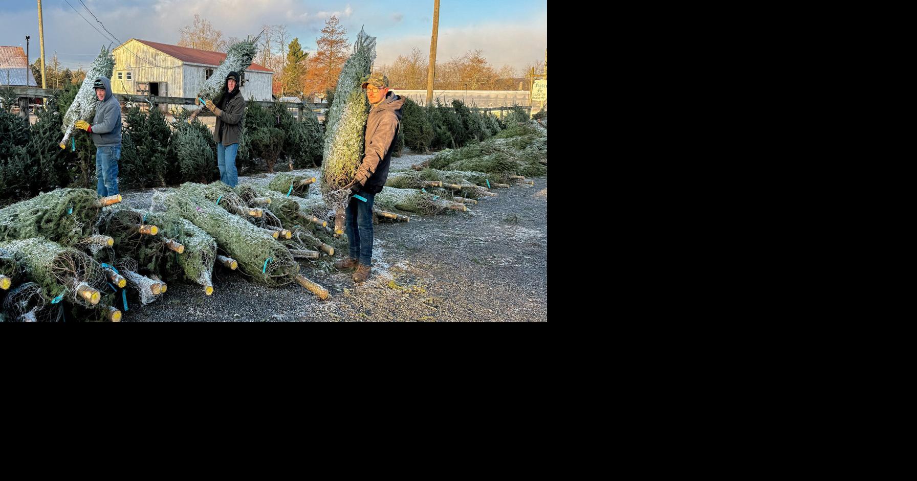 Demand for Real Christmas Trees Growing; But Don't Worry, the Supply Is