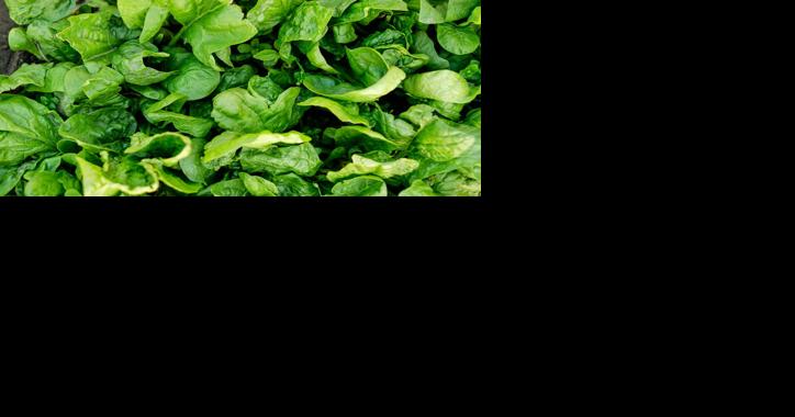 Is It Too Late to Plant Greens for Fall Salads? - Vimarsana News