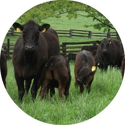 Livestock Market Reports For Sept 19 2015 Market Reports