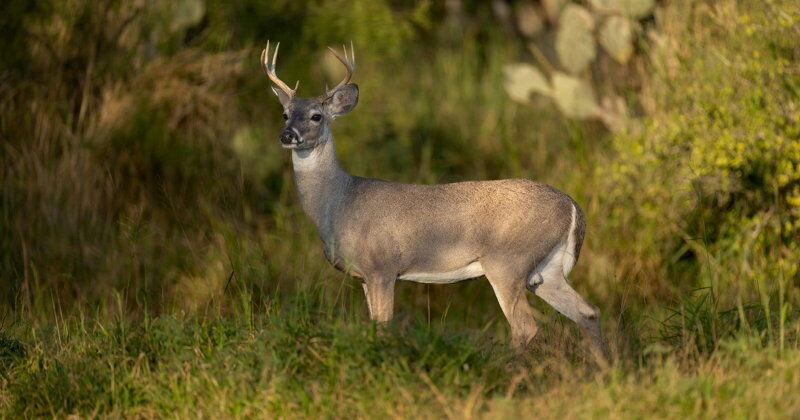Bill Would Let Pennsylvania Game Commission Set License Fees - Vimarsana News