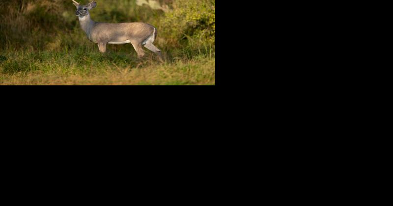Deer Urine Ban Fails, Pennsylvania Game Commission Board Split on Issue - Vimarsana News