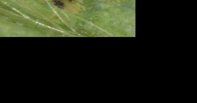 Recognizing the Signs of Two-Spotted Spider Mite Damage in Strawberries - Vimarsana News