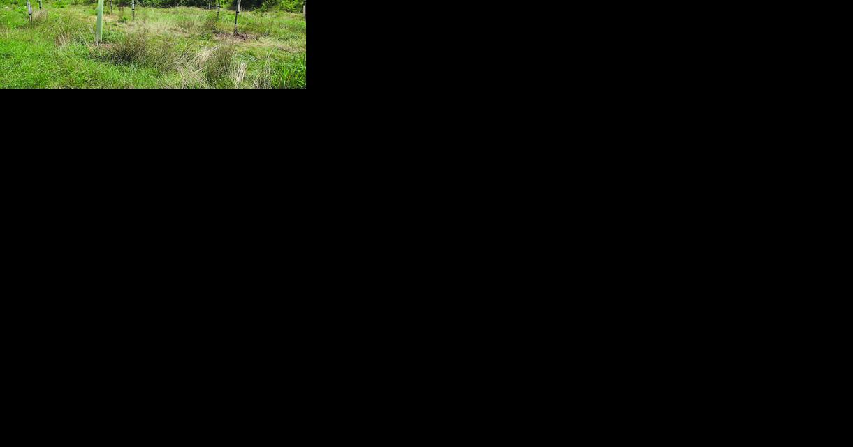 Pennsylvania Ag Groups Seek $250M for Clean Streams - Vimarsana News