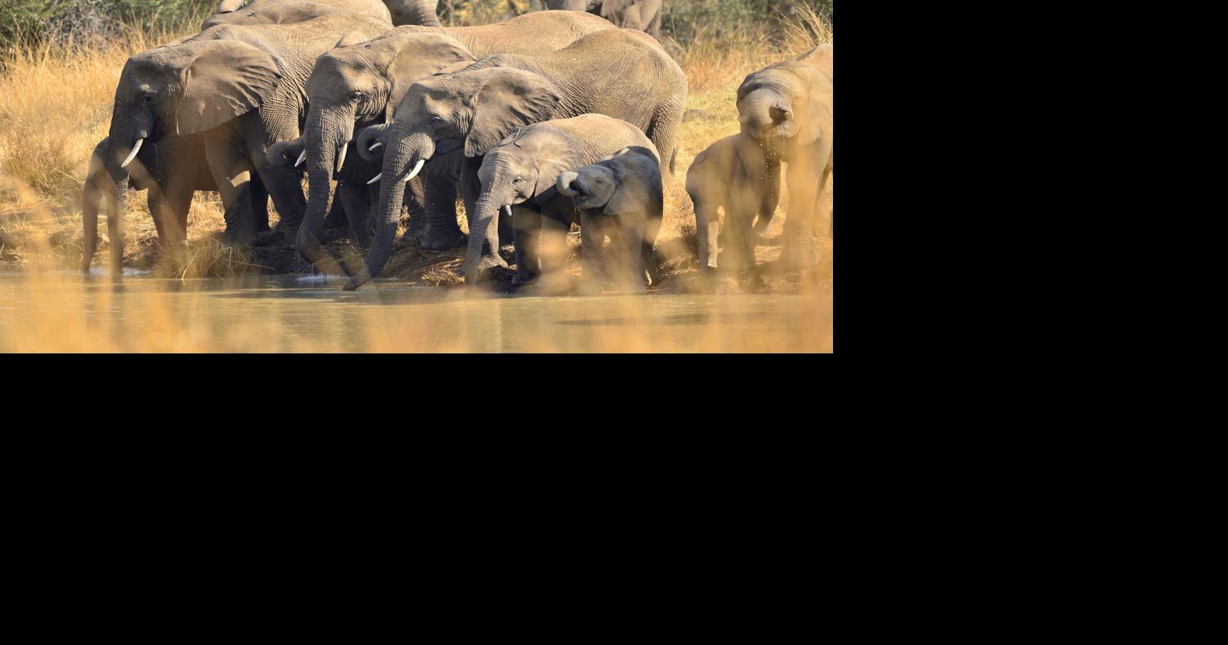God in Nature: What Can Christians Learn From Elephants?