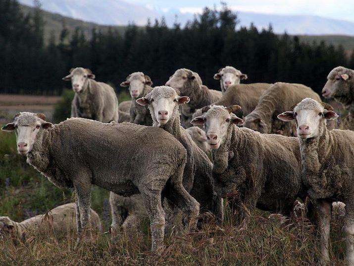 Merino The King Of Sheep Latest News In Livestock Animal Husbandry Lancasterfarming Com