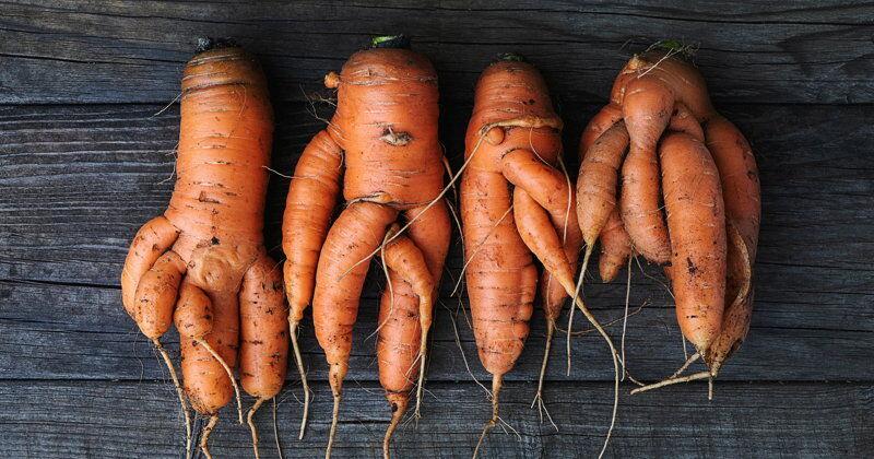 Gardening Nice Carrots Takes the Right Soil | Gardening Tips and How-To Garden Guides
