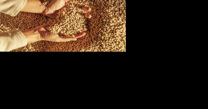 101 Bushels Tops 2023 Pennsylvania Soybean Bean Yield Contest - Vimarsana News