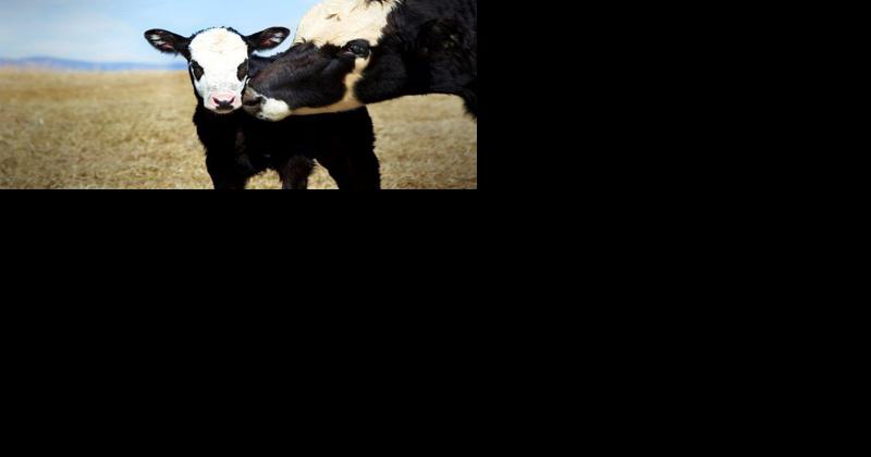 A Mother's Day Tribute to Moms Around the Farm - Vimarsana News