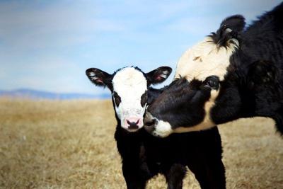 cow-and-calf-2.jpg