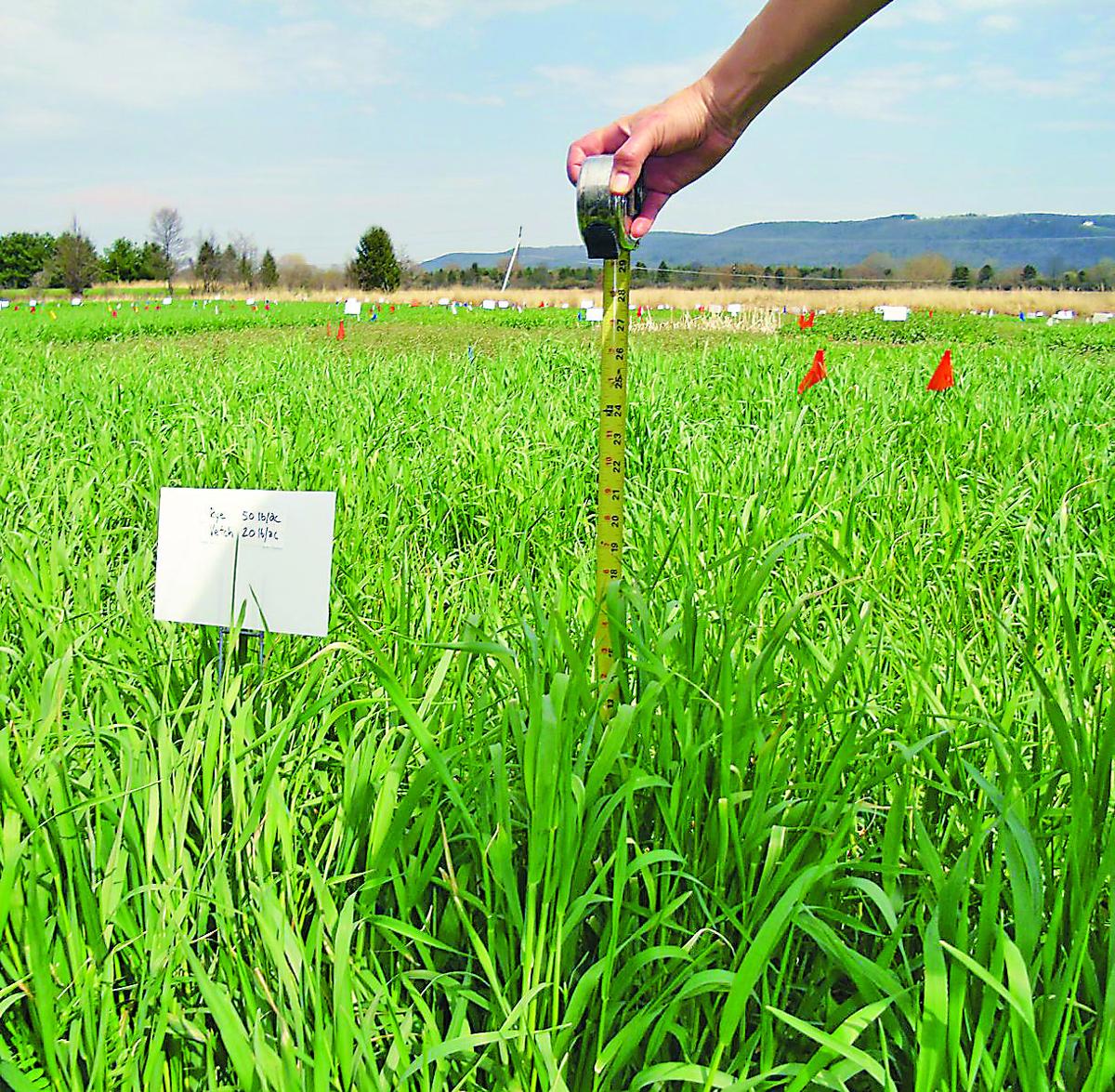 Cover Crops Evaluated For Performance Northern Region