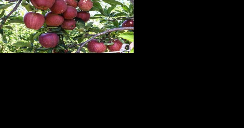 Cider Apple Researchers Seek Solution for Biennialism - Vimarsana News