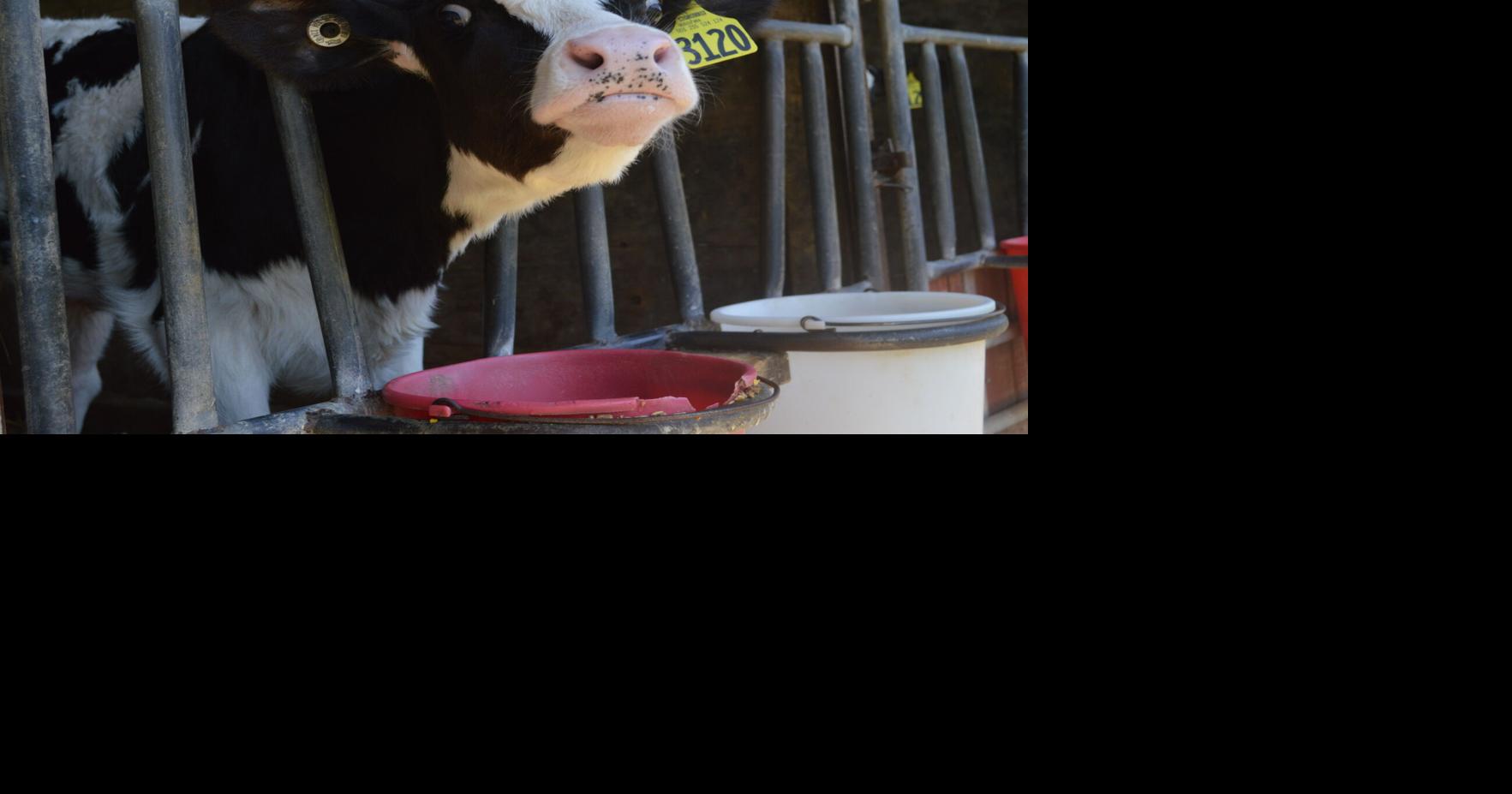 Facial Recognition Could Offer Window Into Cow Emotions | Farming and ...