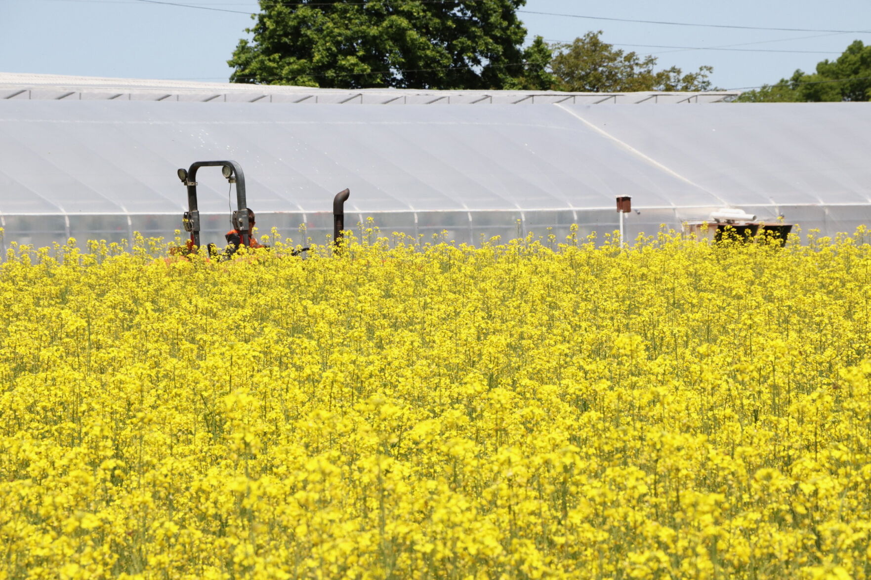 Canola Cover Crop Adds Splash of Color to Spring Fields | Field
