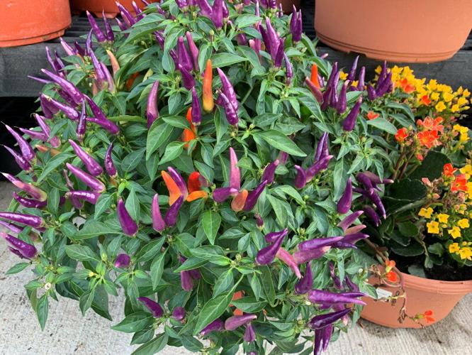 Spice Up Your Fall Decorating: 7 Plant Alternatives to Mums | Gardening ...
