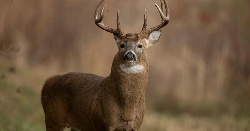 Pennsylvania Legislator Moves to Bring Back Monday Deer Opener | Outdoor Sports, Hunting and DIY Crafts