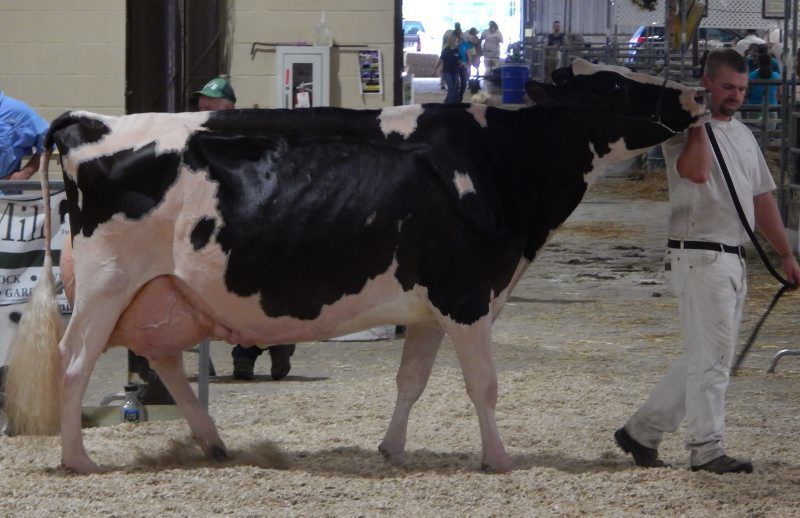 Supreme Dairy Show Heats Up At Maryland State Fair Southern