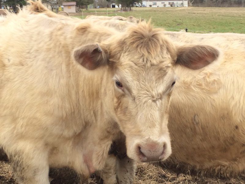 ‘Gentle’ Murray Greys Roam Upstate New York Farm Beef & Cattle