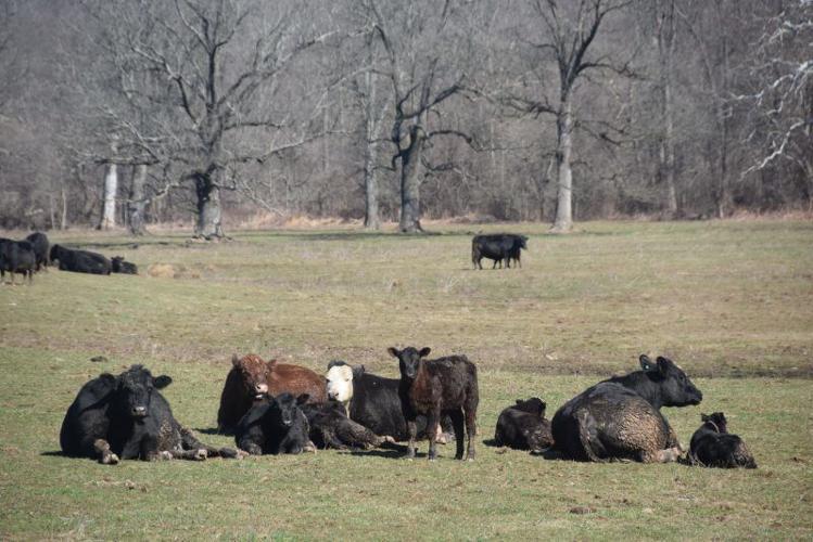 Profitable Beef Herds Can Be Grown From Ground Up Farming and