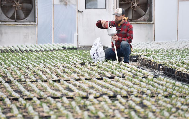 Miller's Greenhouse [photo gallery]