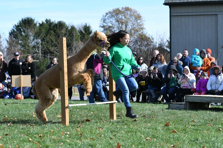 Eastland Alpacas hosted 17th annual open house in Mount Joy [photos
