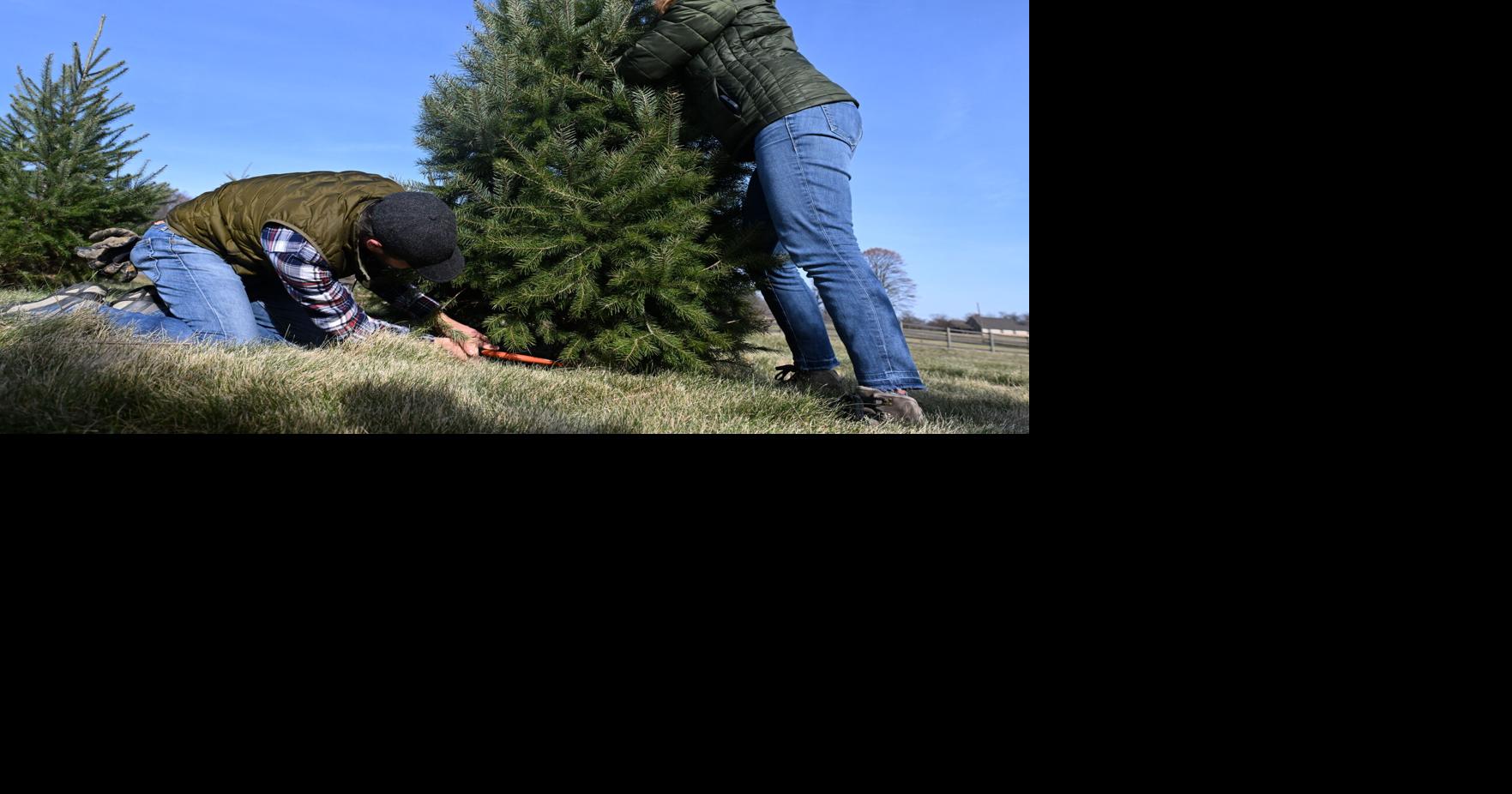 Where to cut a Christmas tree in Lancaster County in 2025 | Home ...