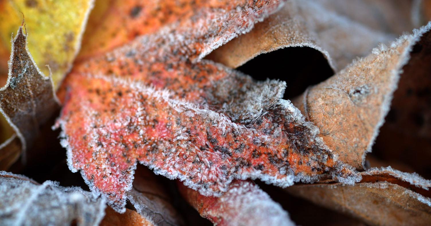 Frost advisory issued for Monday in Lancaster County [update] - Vimarsana News