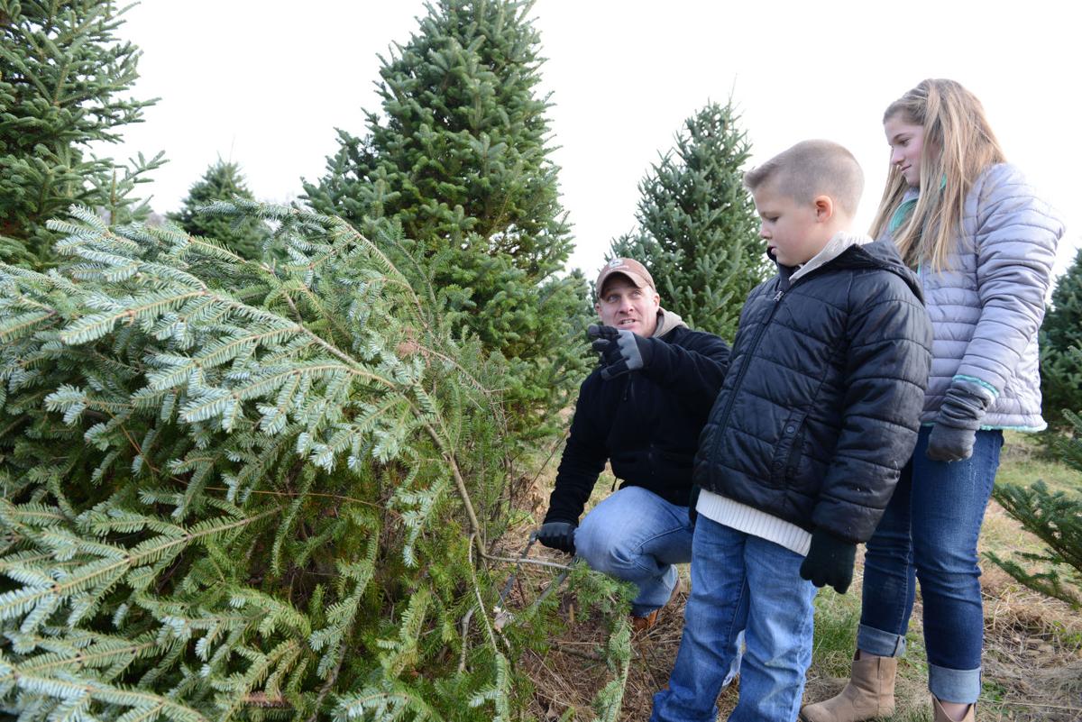 Where to cut your own Christmas tree in Lancaster County Local News