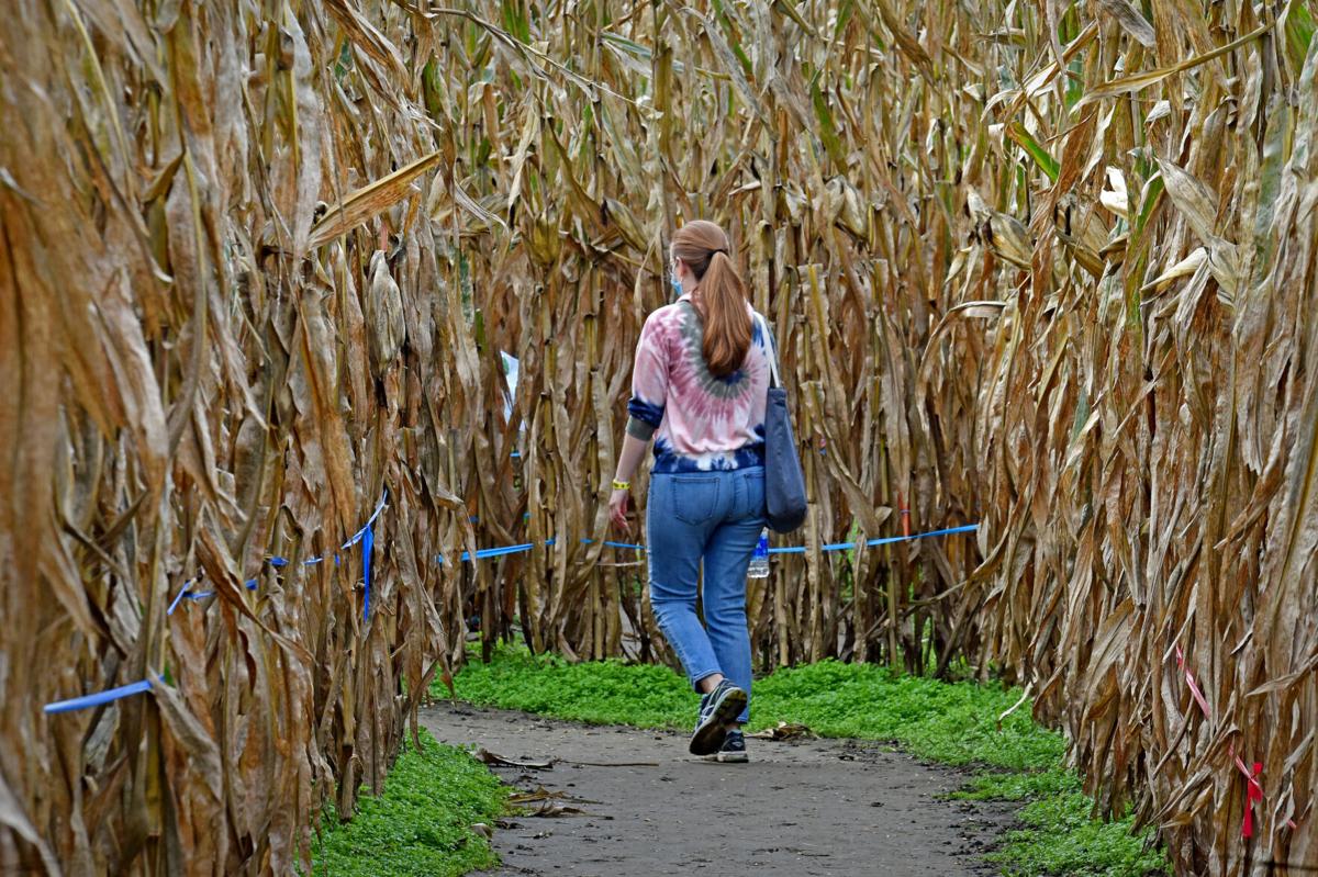 Corn Maze Season Ends Soon Here Are The Last Dates For Mazes In 