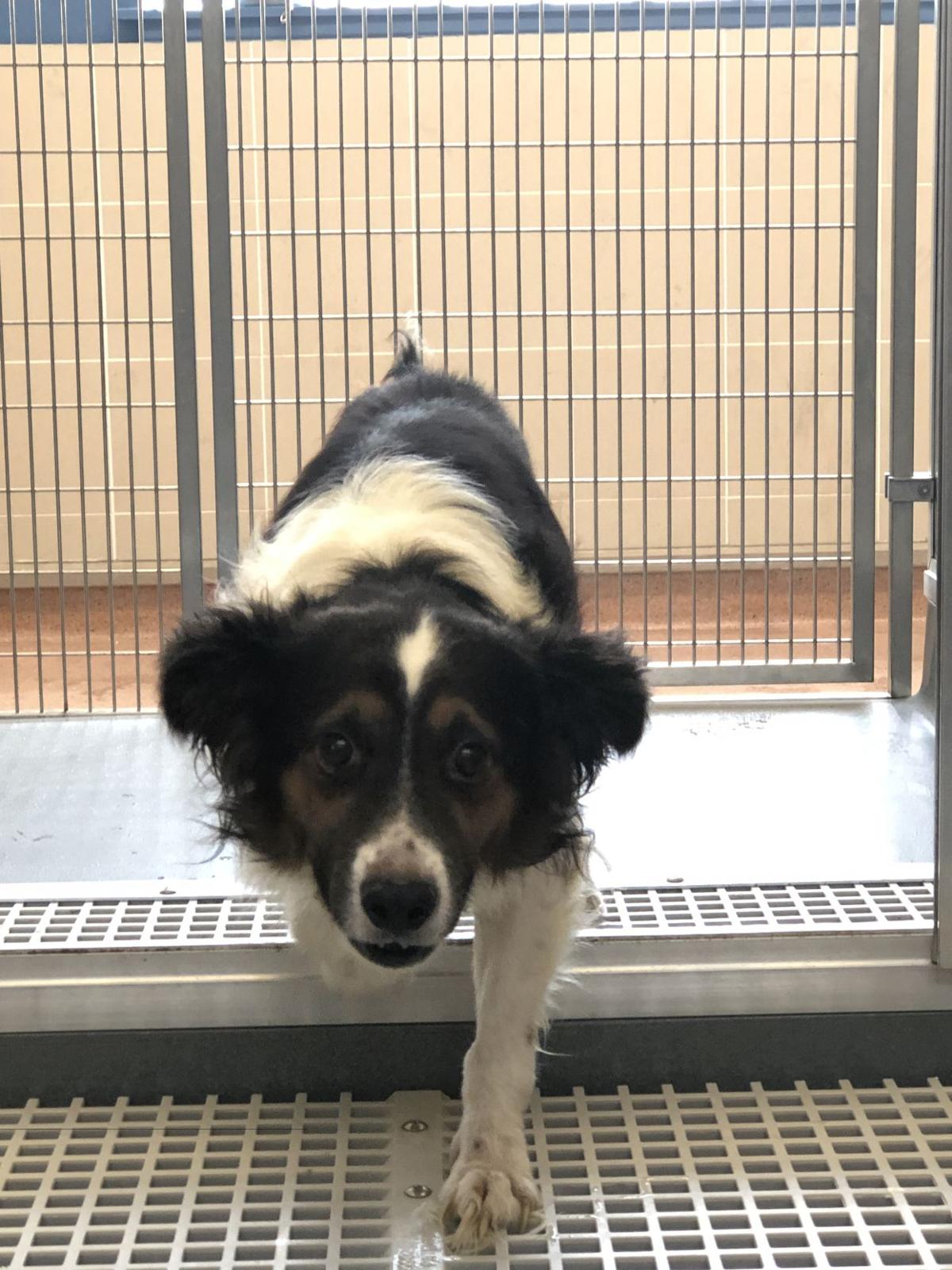 14 dogs rescued from 'unsanitary conditions' at Elizabethtown property