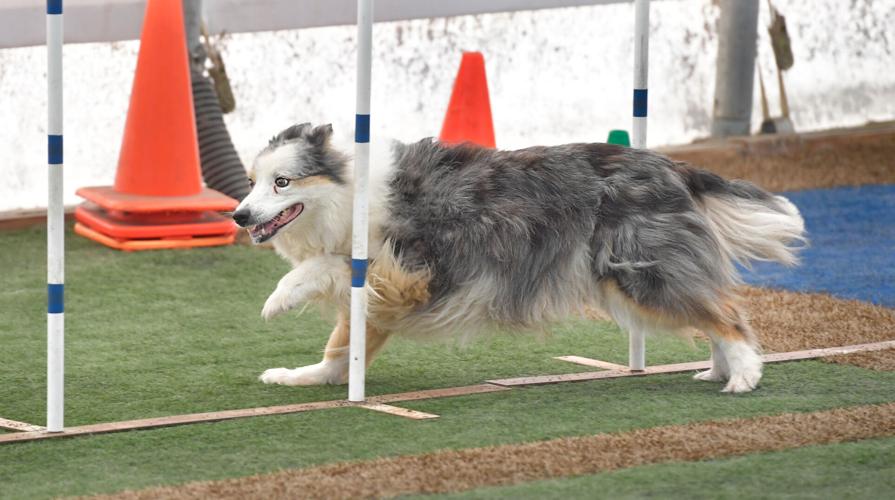 Rocky Creek Dog Agility 30.jpg