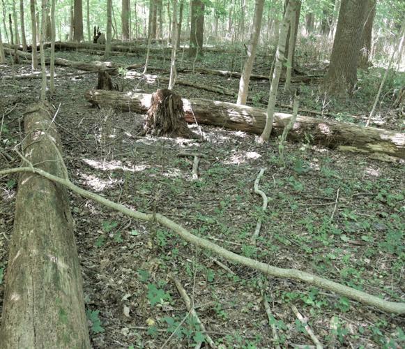 The Benefits of Snag Trees in Southern Illinois