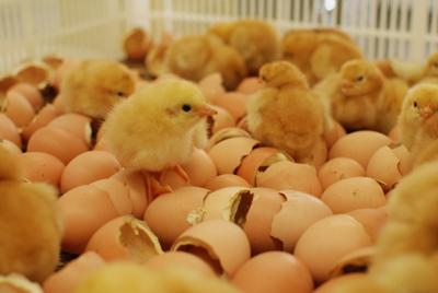 Egg Hatchery Business