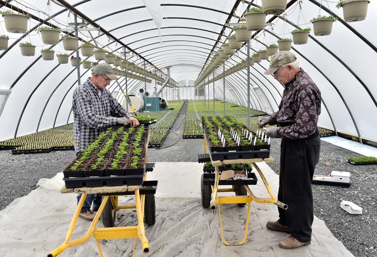 The plants at this Lancaster County greenhouse go through boot camp to