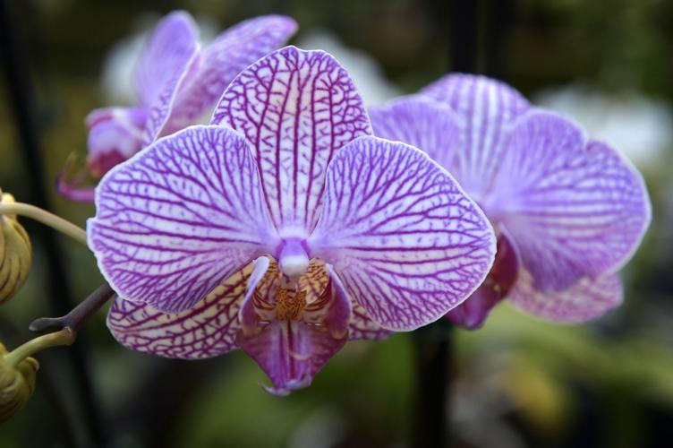 This flower show in Hershey will have more than 1,000 orchids [photos