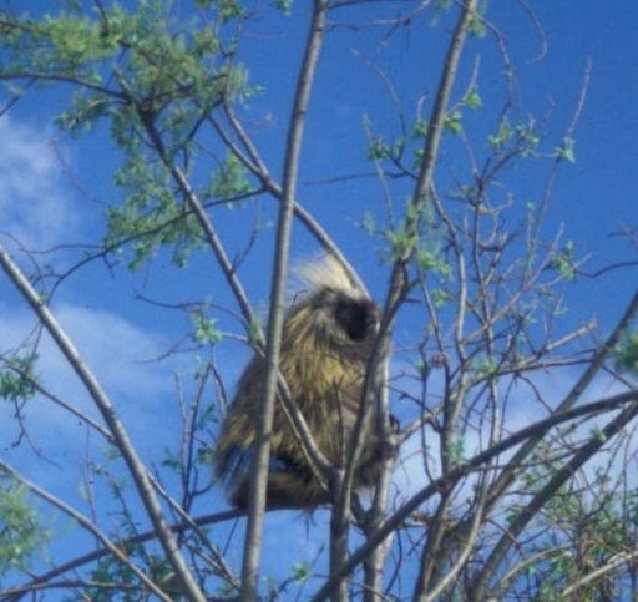 OUTDOORS Is it time to end protection of porcupines? News