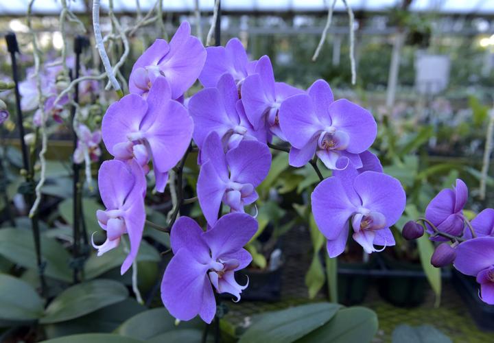 This flower show in Hershey will have more than 1,000 orchids [photos