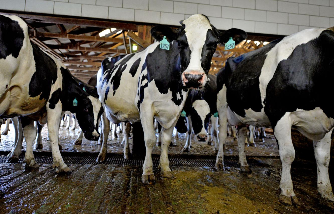 Cows Milk Production Up But Pennsylvania Drops To 6th In Top 10 Milk