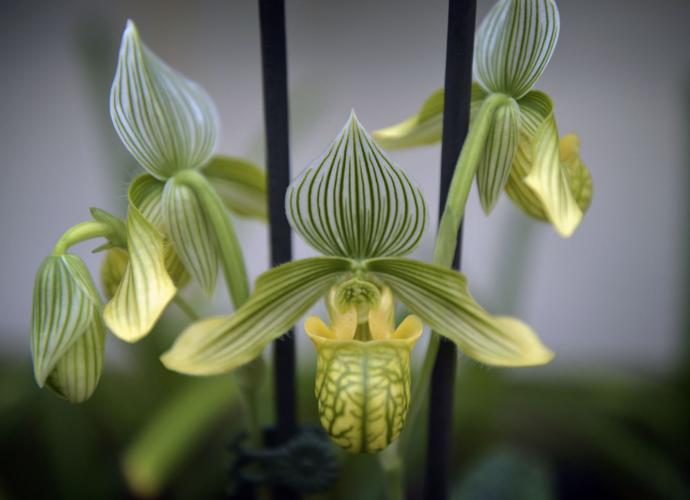 This flower show in Hershey will have more than 1,000 orchids [photos