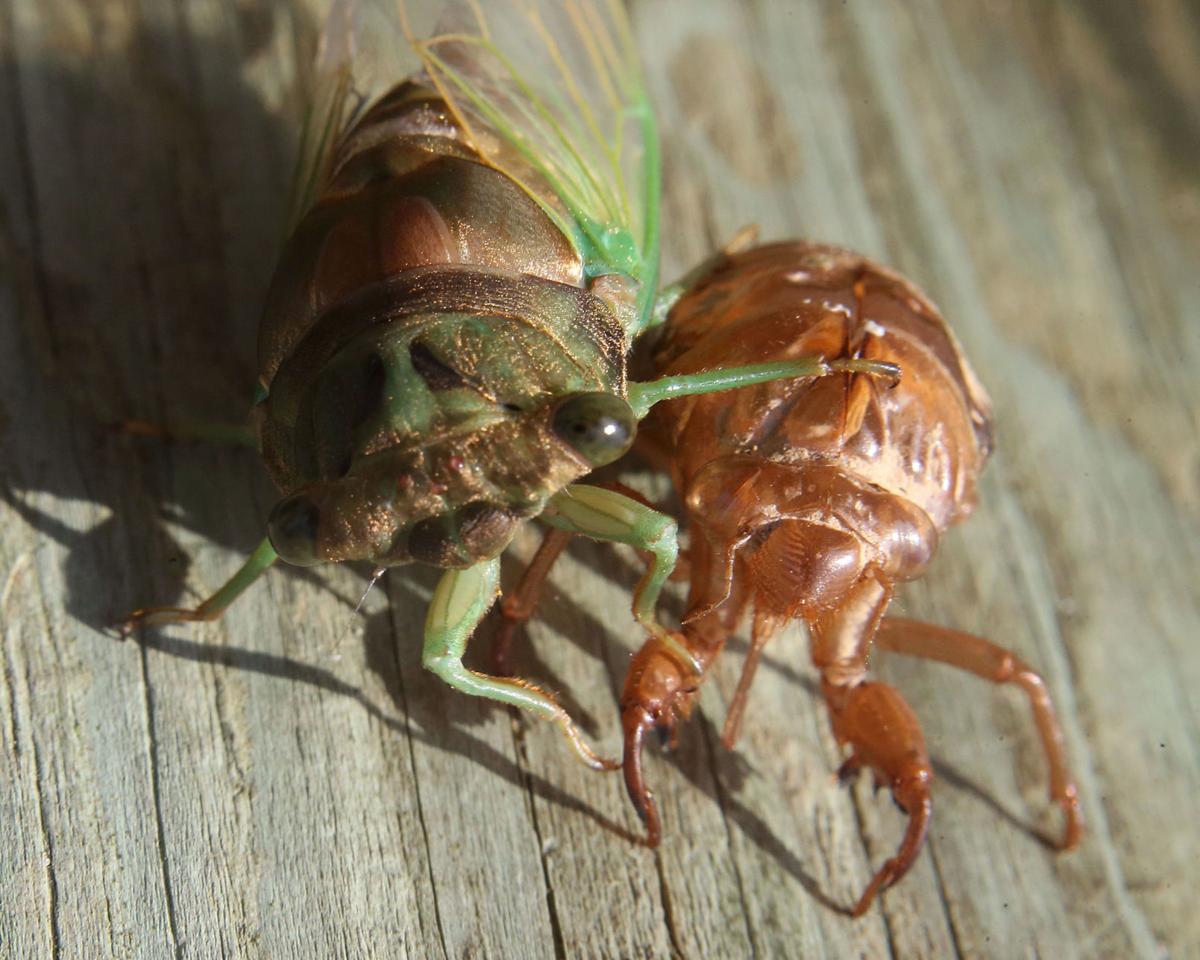 What's the buzz? Focusing on cicadas Through the Viewfinder Life & Culture