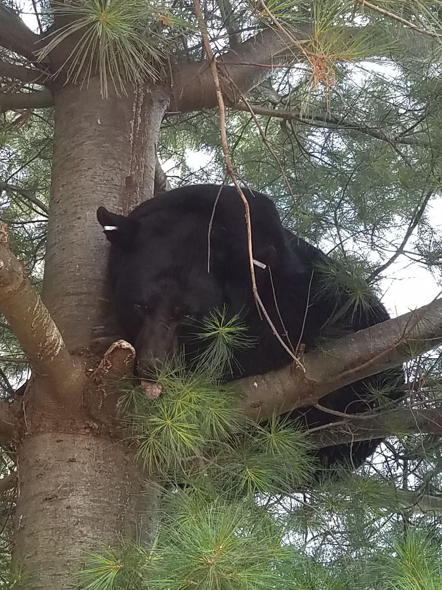 550-pound black bear, largest ever recorded in Lancaster County ...