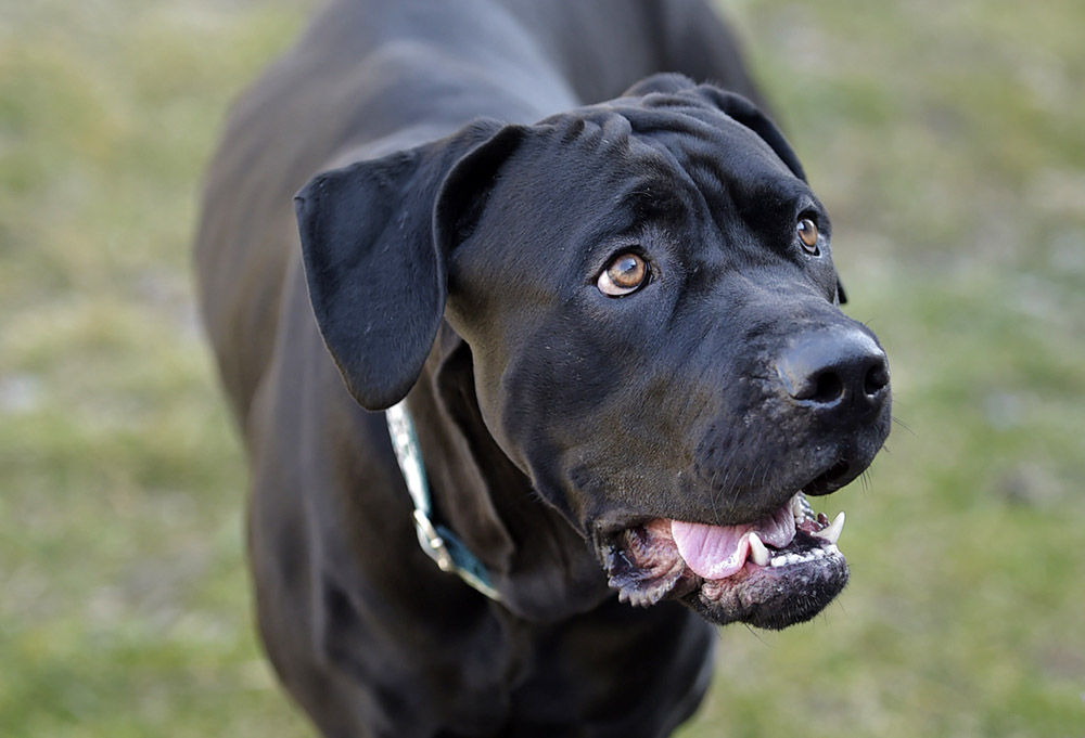 cane corso 1 year