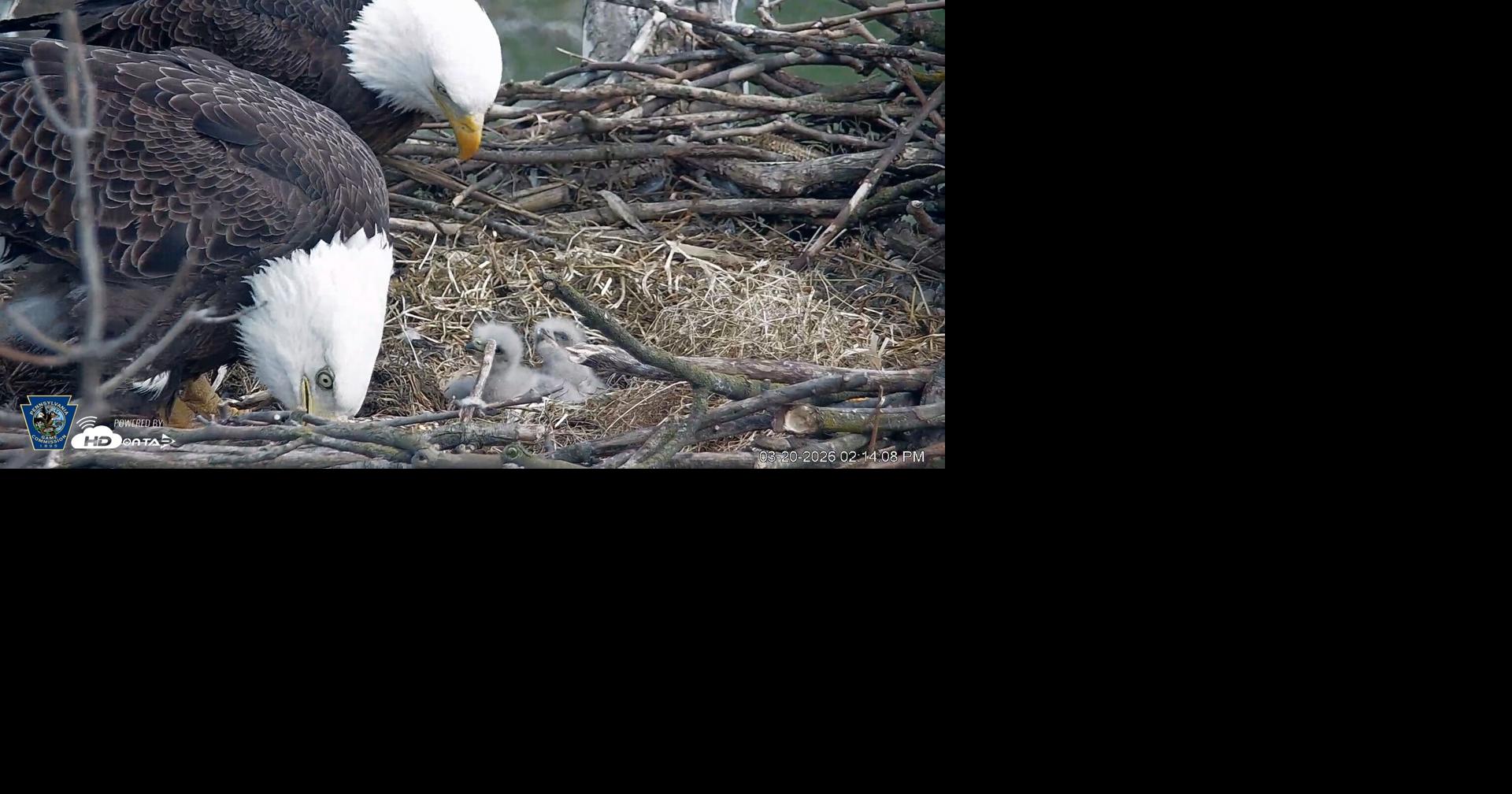 Eagle Nest Update: One Egg Consumed, Three Still Viable