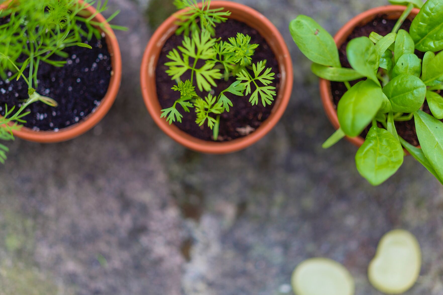 Parsley basil and more 5 herbs to grow indoors year round