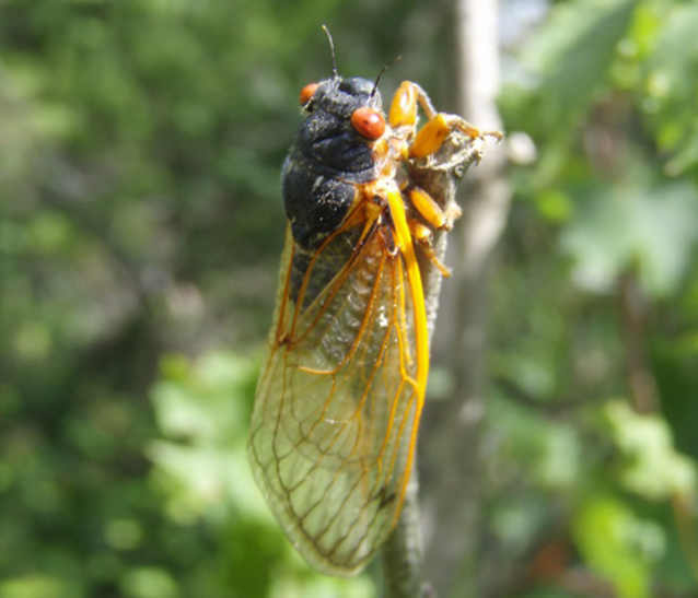 17year cicadas are set to emerge in Lancaster County News