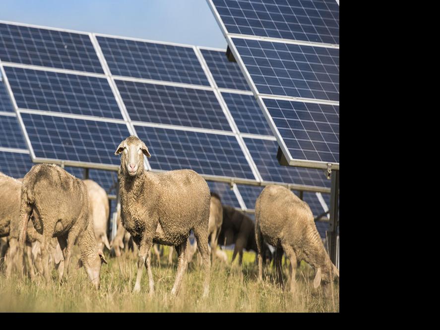 Some Farmers Are Using Sheep Instead Of Landscapers To Maintain Solar Sites And It S Paying Off Lancasteronline Com