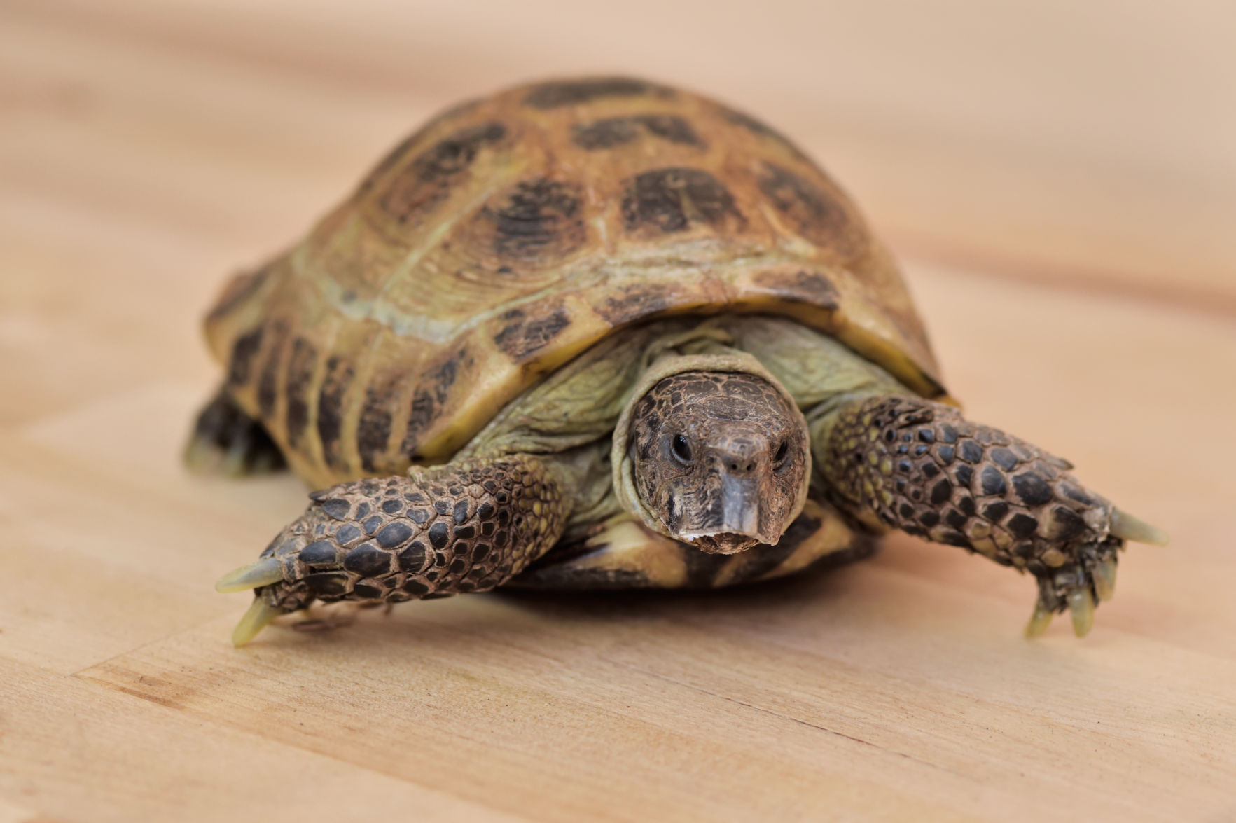 Russian tortoise best sale for adoption