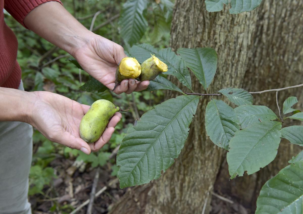 Pawpaws Where to find this unusual fruit in Lancaster County and how