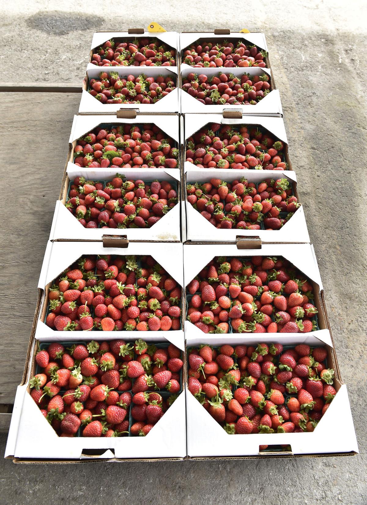 A day at Weaverland and Leola produce auctions [photo slideshow