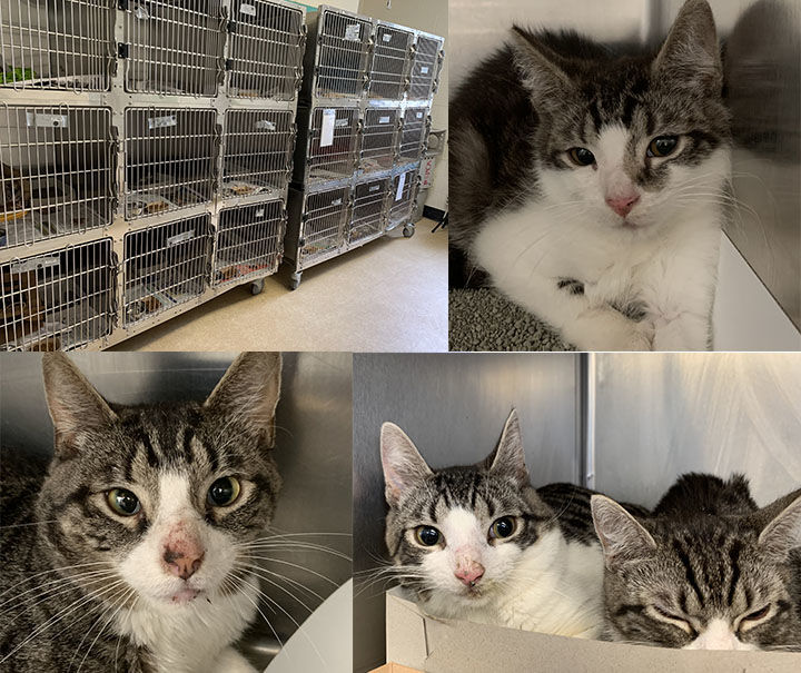 105 cats, kittens rescued by PSPCA in Lititz after concerns for the ...